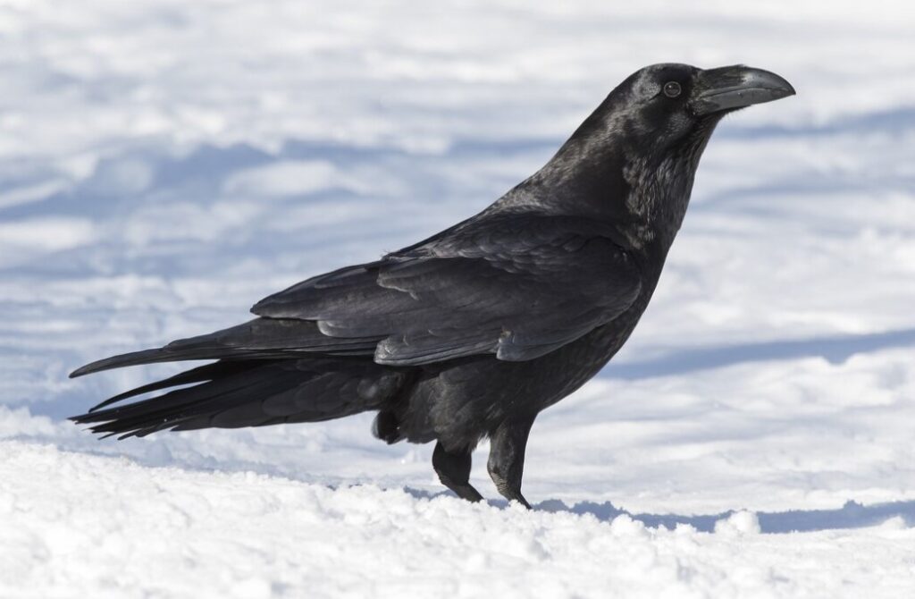 Crows Crack the Code Counting Up to Four a new study finds